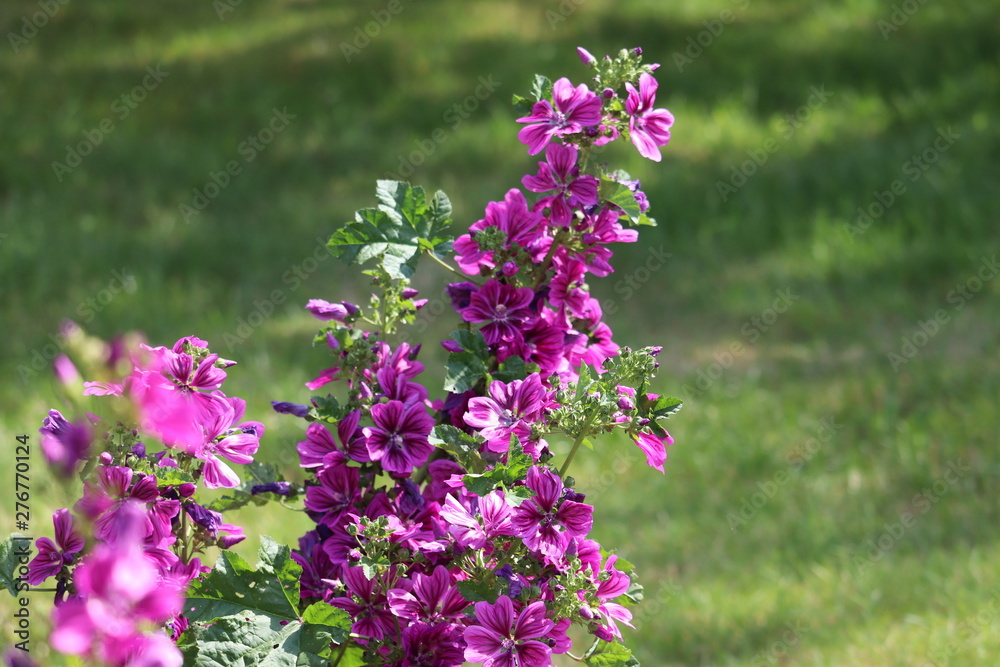 Obraz premium flowers