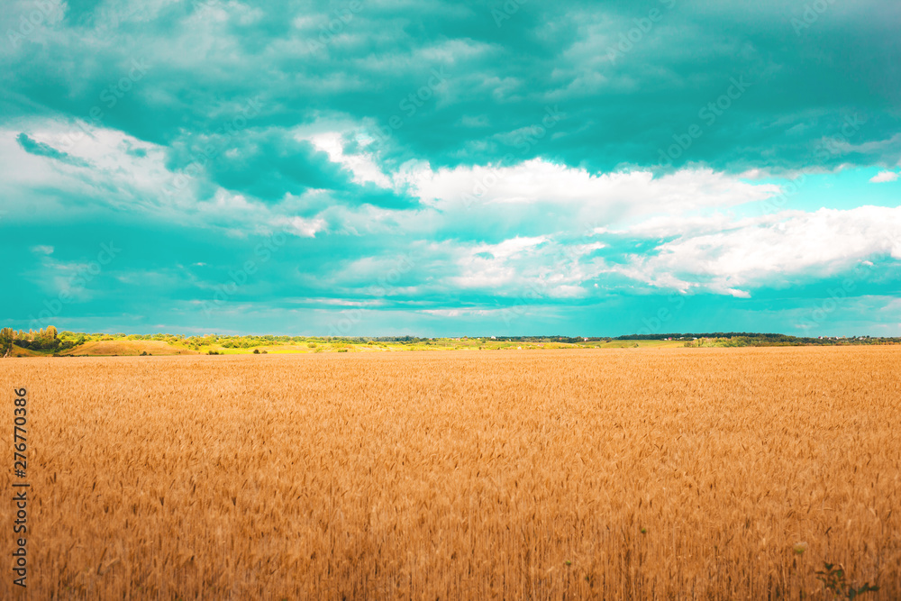field of golden wheat with aquamarine clouds in the sky
