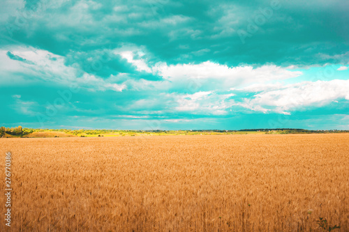 field of golden wheat with aquamarine clouds in the sky