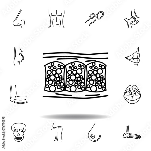 set of human organs cellulite outline icon. Signs and symbols can be used for web, logo, mobile app, UI, UX