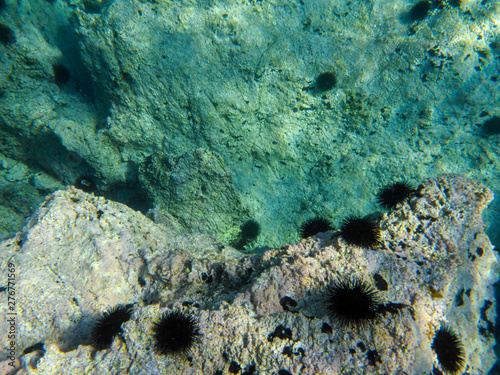 Wallpaper Mural UNDERWATER sea level photo of the Aponissos beach, Agistri island, Saronic Gulf, Attica, Greece. Torontodigital.ca