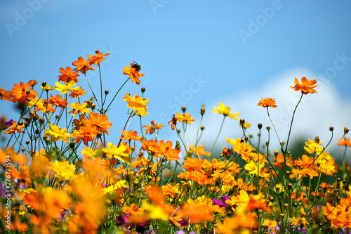 Bee Gathers Pollen on an Orange Wildflower
