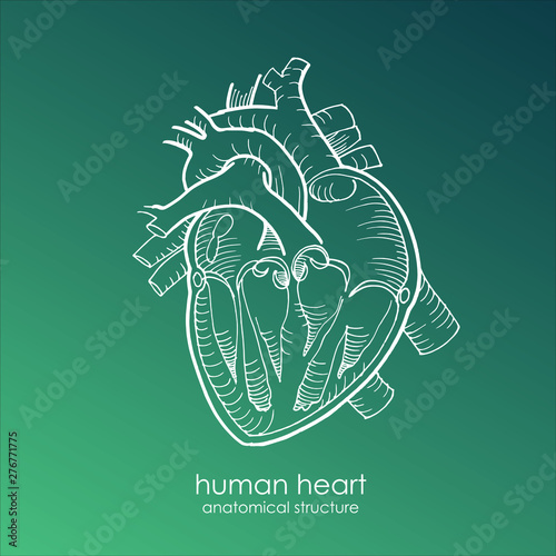 anatomical human heart drawing with white pencil line on blue background