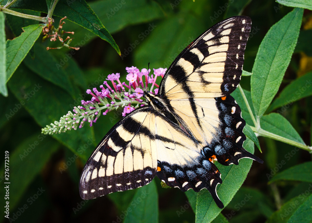 Fototapeta premium Tiger Swallowtail Butterfly