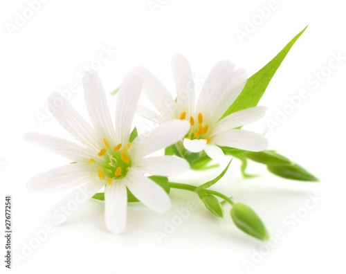 Two white flowers. © olhastock