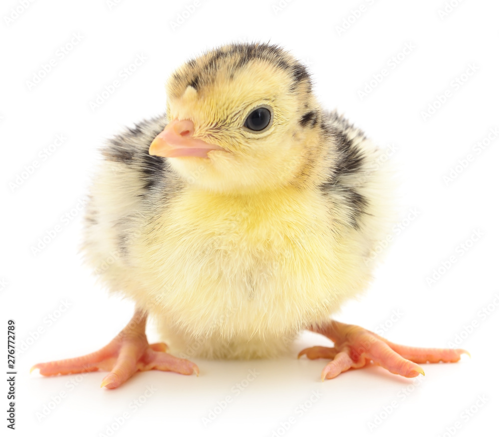 Obraz premium Chicken turkey isolated.