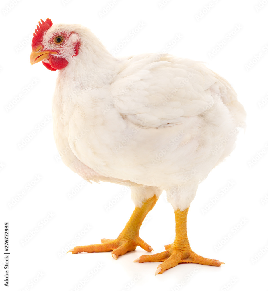 White hen isolated. Stock Photo | Adobe Stock