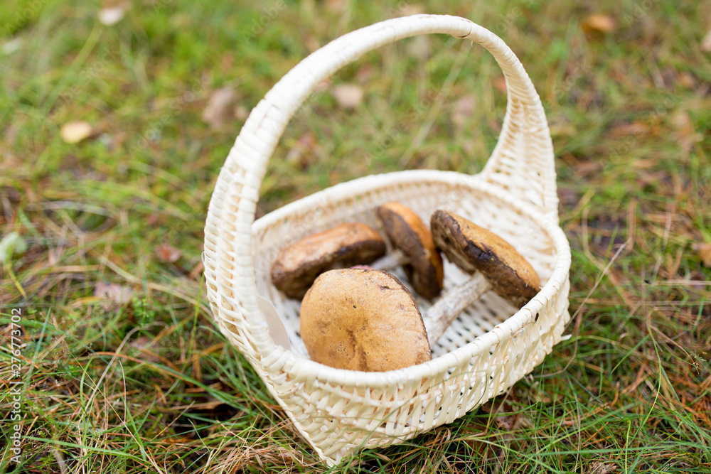 season, nature and leisure concept - wicker basket with brown cap boletus mushrooms in autumn forest