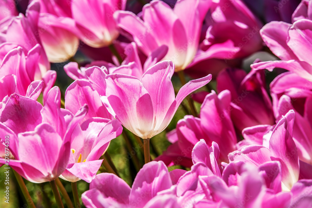 Pink tulips closeup