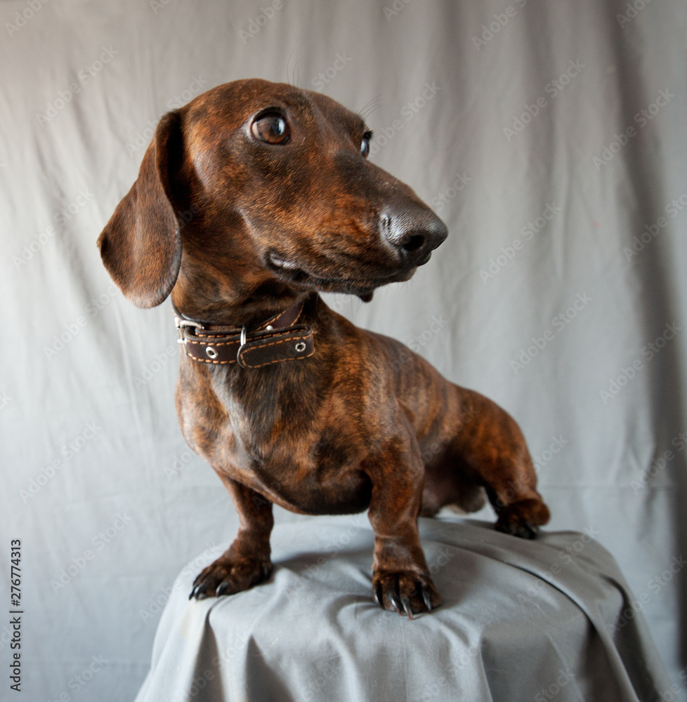 home dog breed-Dachshund posing for the photographer and shows beautiful eyes