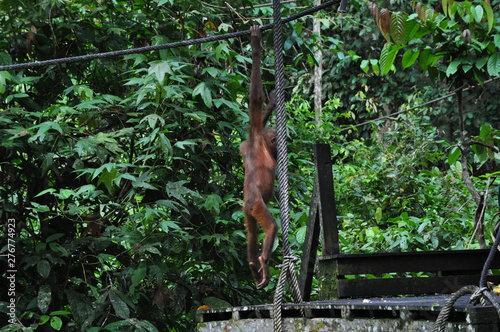 Baby orphaned Orangutan playing in sanctuary