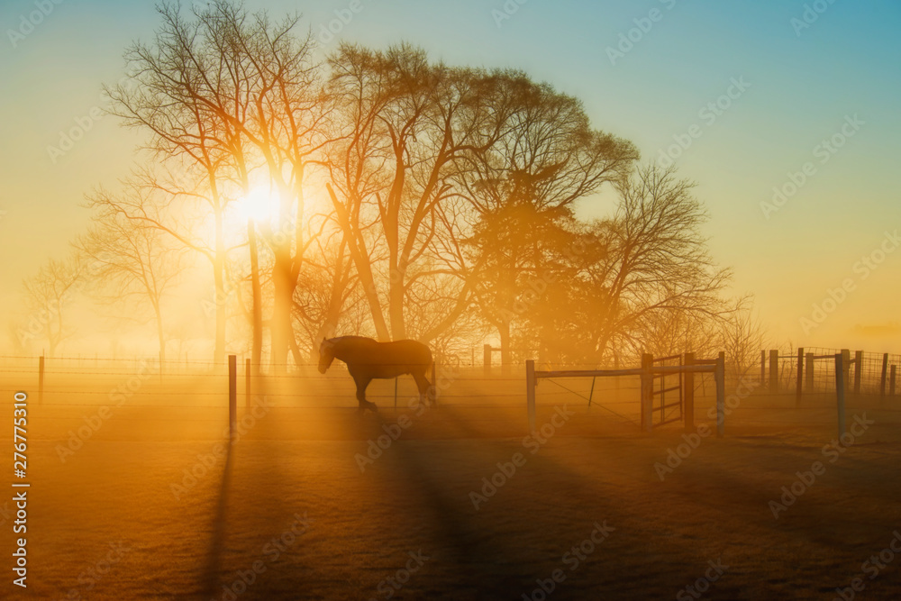 Horse in the Sunlight at Daybreak with Fog - obrazy, fototapety, plakaty 