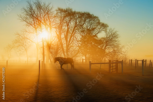 Horse in the Sunlight at Daybreak with Fog