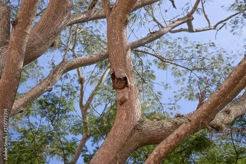 arboles panal de abejas