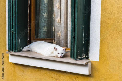 White cat on the window of an old house photo