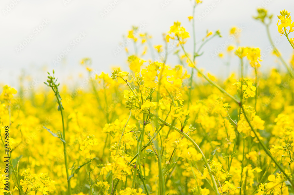 flowers of oil in rapeseed field with blue sky and clouds