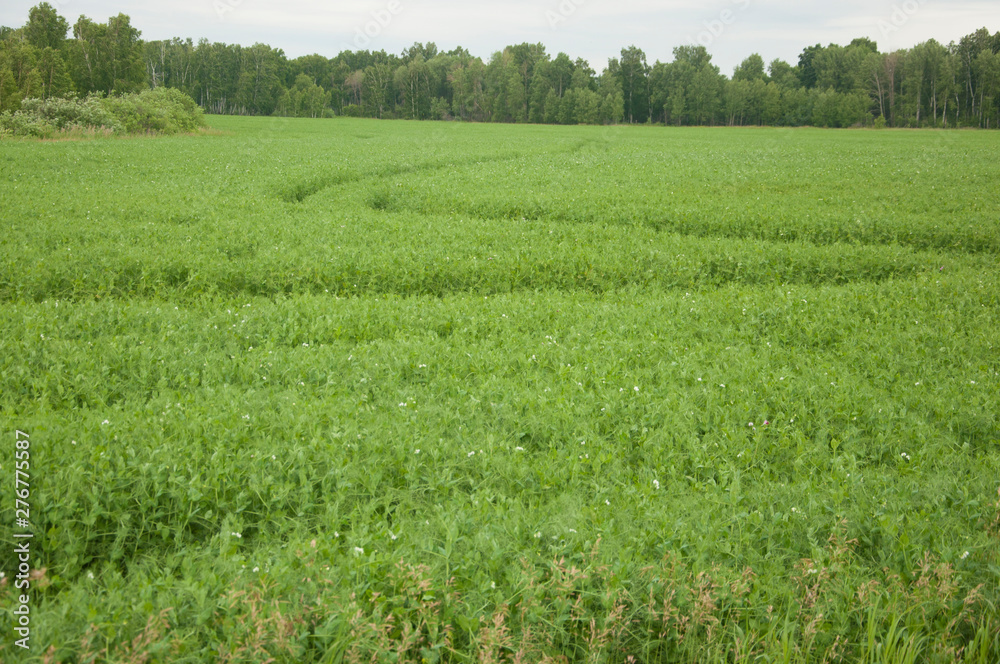 pea summer field agriculture landscape in farm