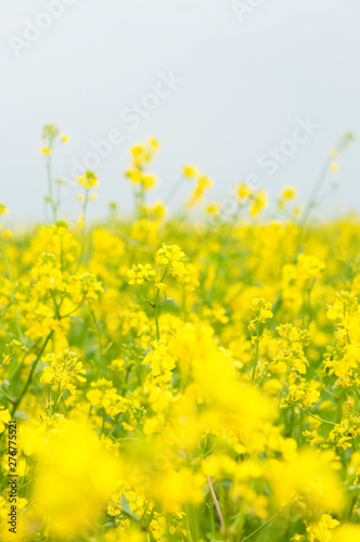 flowers of oil in rapeseed field with blue sky and clouds