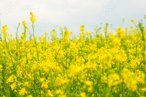 flowers of oil in rapeseed field with blue sky and clouds