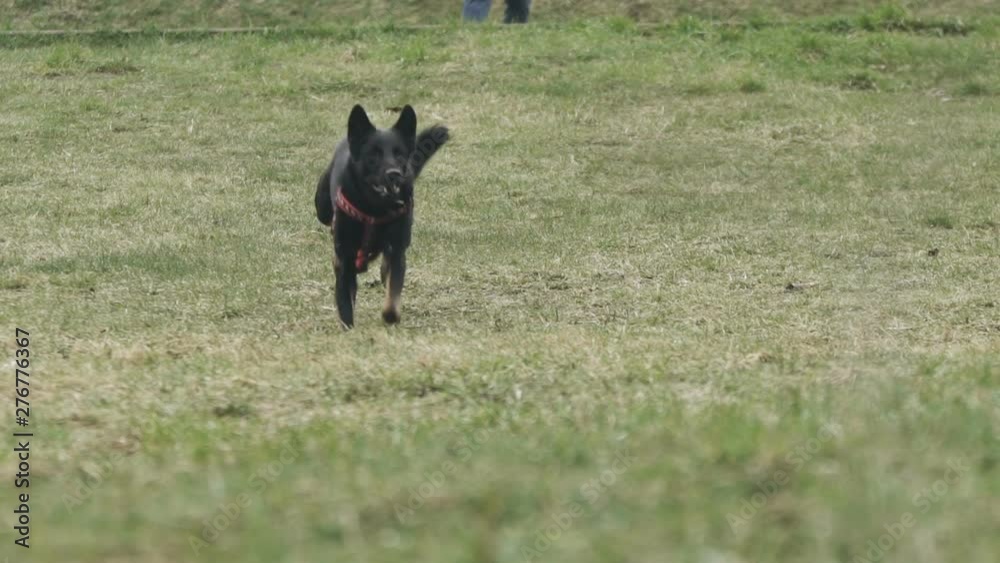 Young dog catches a ball in slow motion Young dog catches a ball in slow motion