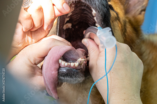 Endotracheal intubation in an anesthetic dog