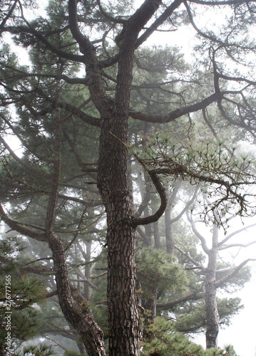pine trees in the mist on the island of el Hierro