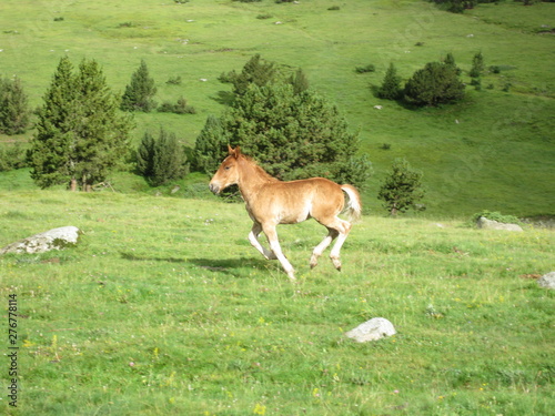 Trotting freely through the meadow