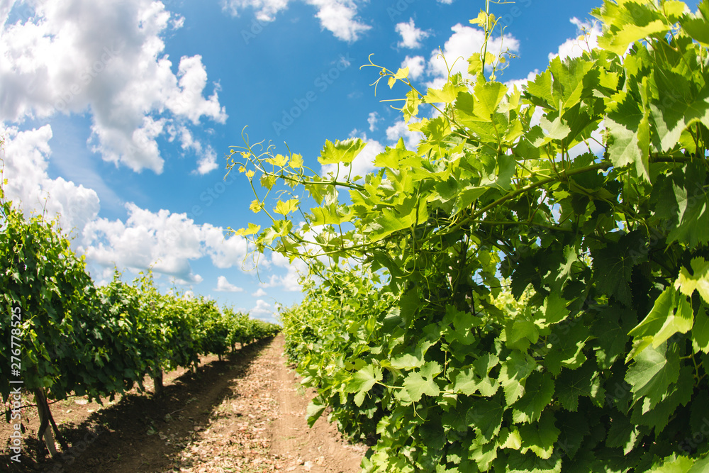 Vineyards against the blue sky
