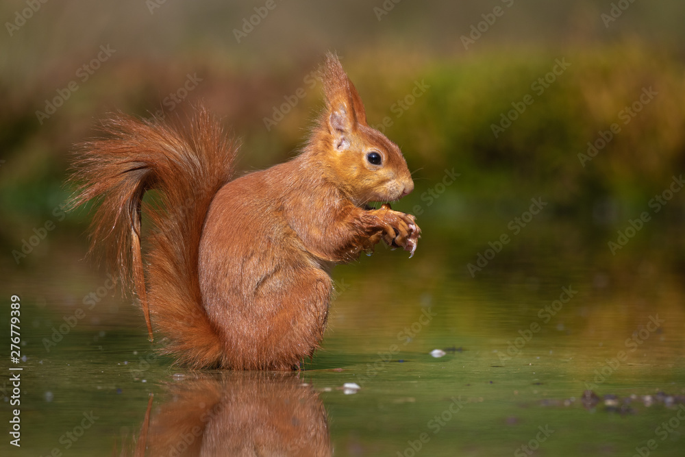 Eurasian Red Squirrel in the water Eurasian Red Squirrel in the water