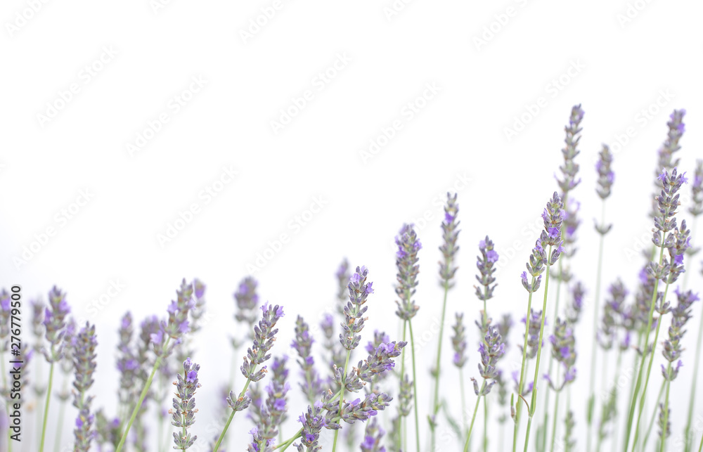 Naklejka premium Kwiaty lawendy na białym tle