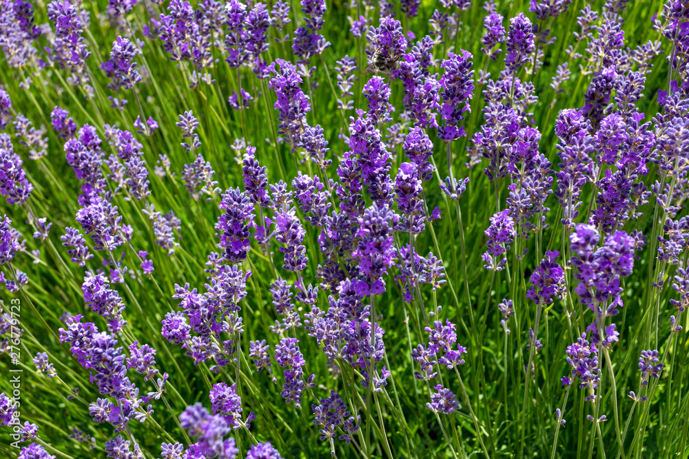 Naklejka premium Beautiful and colorful lavender (aromatic) plant full of flowers.