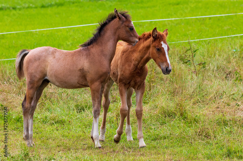Two beautiful foals playing in green meadow. Horse offspring