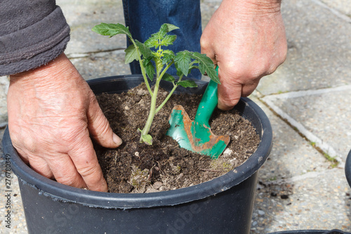 Gardener planting tomato plant with a garden trowel in a plastic flowerpot