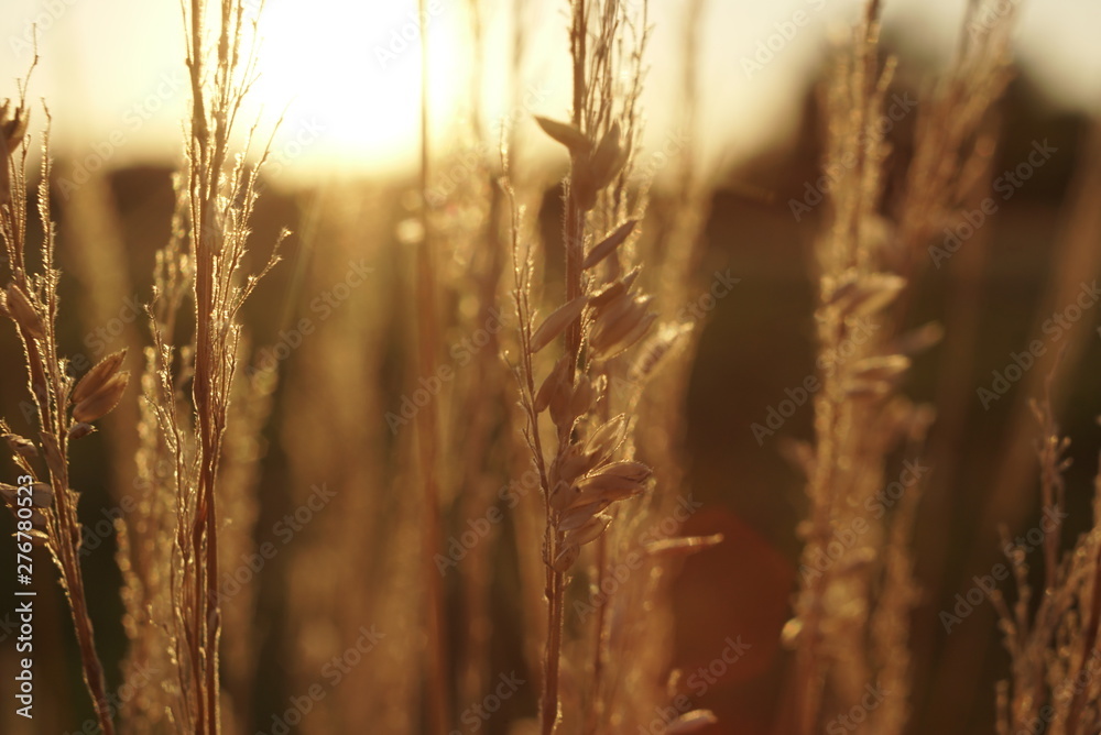 Fototapeta premium grass seeds in the sunset