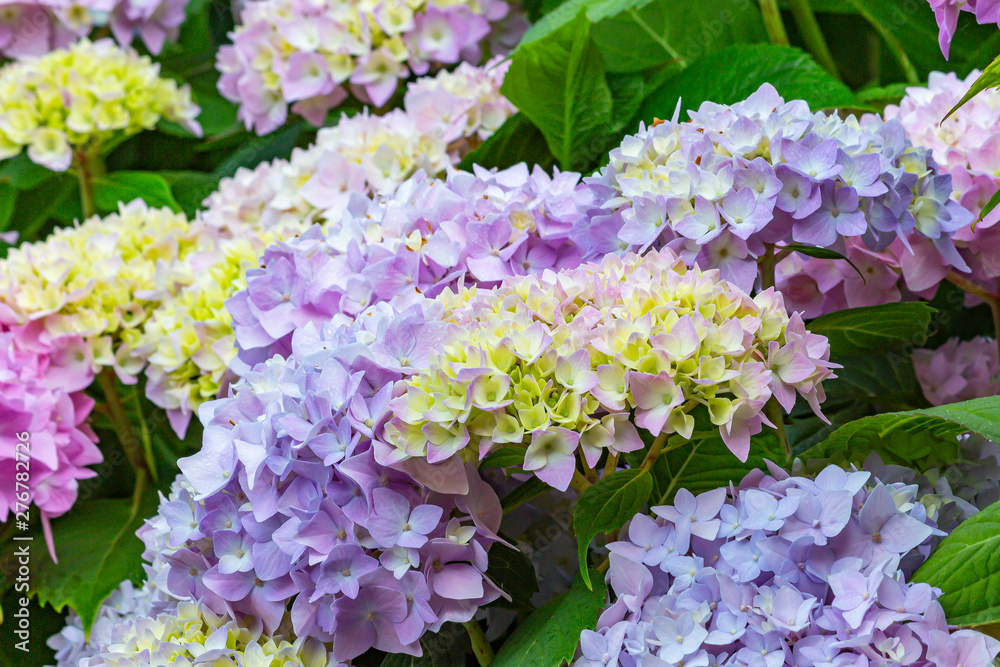 A hydrangea Bush with flowers that slowly turns blue colors A hydrangea Bush with flowers that slowly turns blue colors
