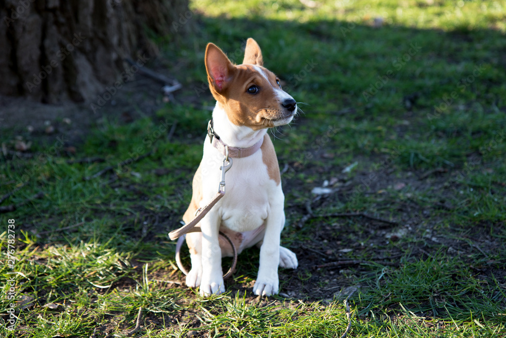 ein zweifarbiger basenji welpe auf einer grasfläche sitzend in Meppen Emsland Deutschland fotografiert während eines Spaziergangs an einem sonnigen Nachmittag ein zweifarbiger basenji welpe auf einer grasfläche sitzend in Meppen Emsland Deutschland fotografiert während eines Spaziergangs an einem sonnigen Nachmittag