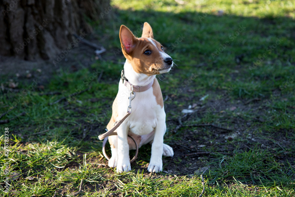 ein zweifarbiger basenji welpe auf einer grasfläche sitzend in Meppen Emsland Deutschland fotografiert während eines Spaziergangs an einem sonnigen Nachmittag