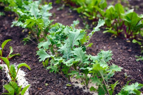 Garden bed with young Kale leaves.