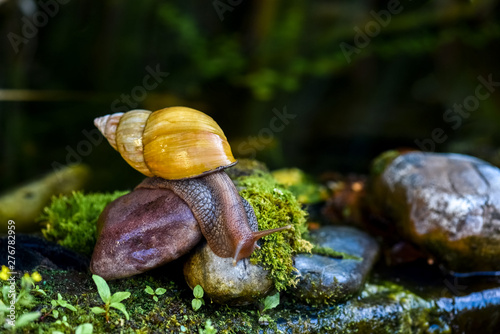 Achatina snail crawling on the stone 