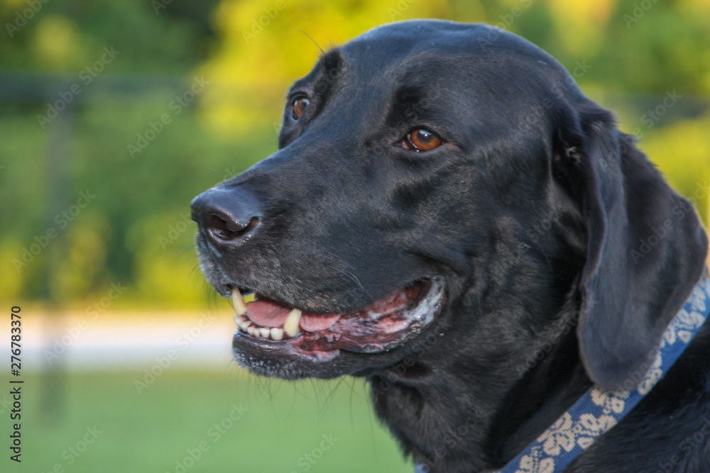 A happy black labrador retriever enjoying a sunny day at the dog park. 