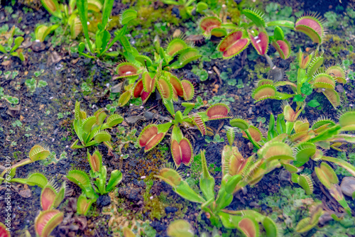 Venus flytrap wild grew on the ground photo