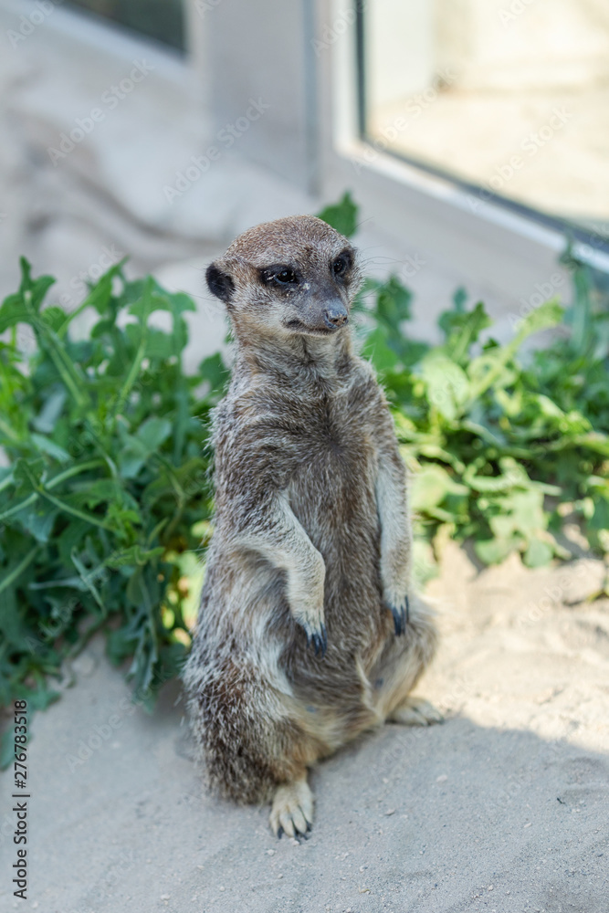 Fototapeta premium Meerkat, Suricate, Suricata , Suricatta