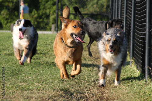 Photography Mixed pack of happy dogs running in a dog park.