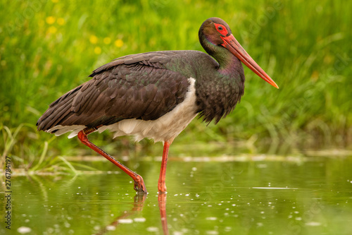 Black Stork wading in natural environment