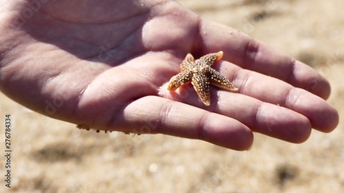 2toile de mer sur une main