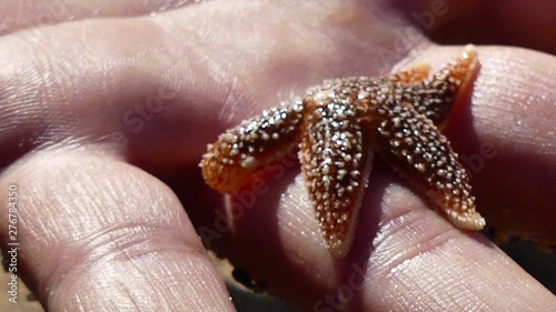 gros plan étoile de mer