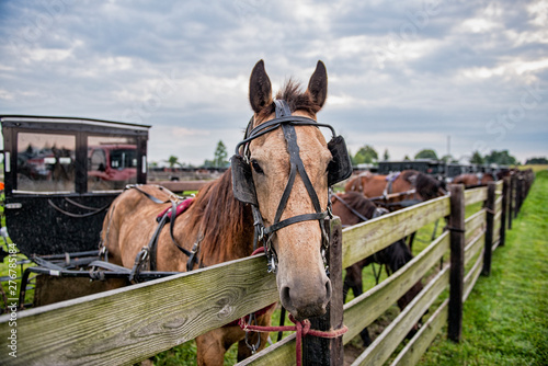 Amish Horse Waits with the Buggy at the Fence
