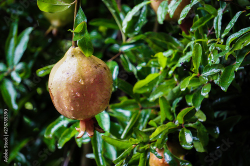 Close-Up Of Green Pomegranates (Dalim) Growing On Tree with Rain Drop photo