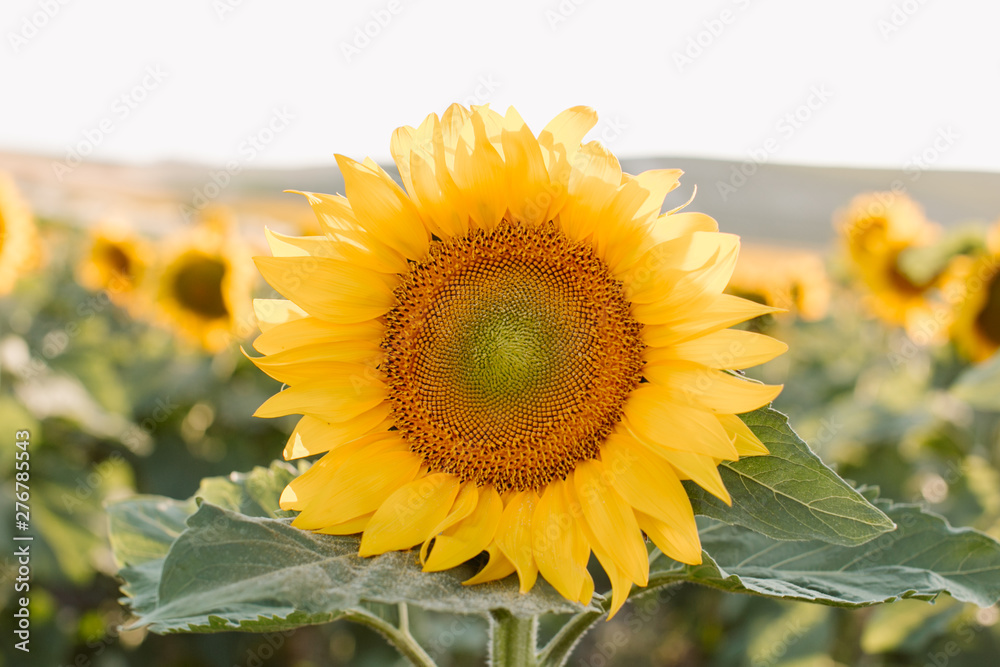 Fototapeta premium Sunflower natural background. Close up view of sunflowers in bloom. Sunflowers field at sunset.