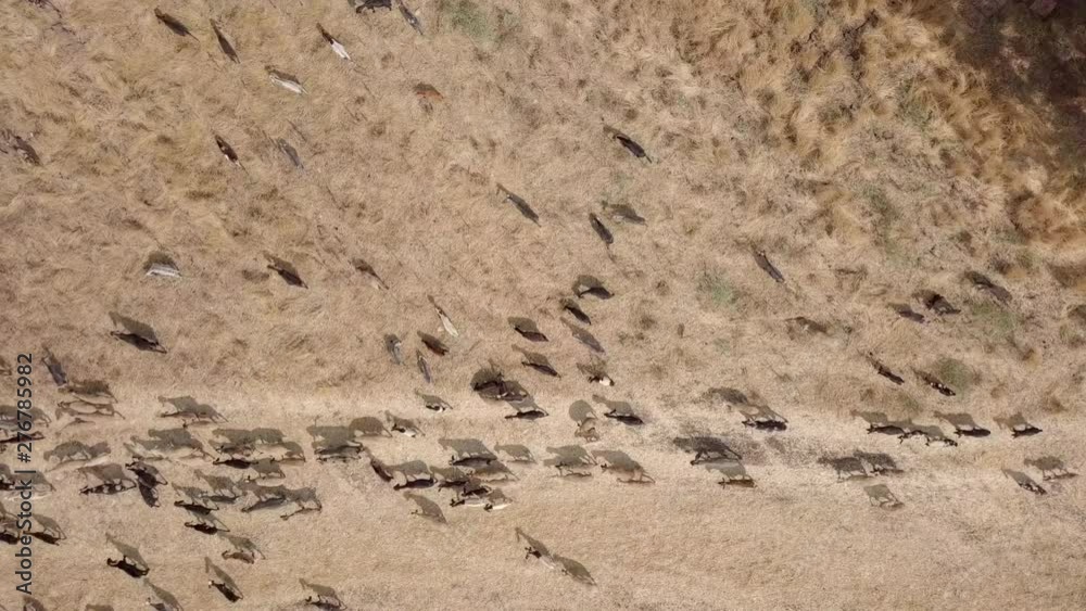 Shepherd leading a herd of Sheep and goats in a field, Aerial follow footage. Shepherd leading a herd of Sheep and goats in a field, Aerial follow footage.
